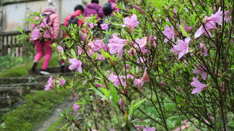 ▲台灣特有種烏來杜鵑，在新北市農業局努力復育推廣下，在石碇淡蘭古道及千島湖周邊道路、烏來環山路沿線爭妍綻放。（圖／新北市農業局提供）