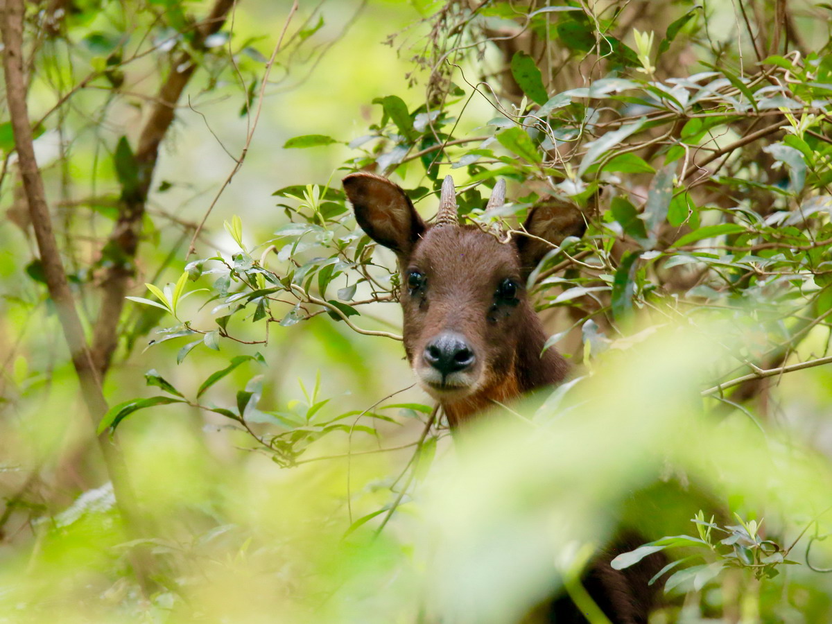 ▲長鬃山羊瞪著圓滾滾的眼睛，警覺性很高。(圖／蔣志律攝、東勢林管處提供2018.3.16)