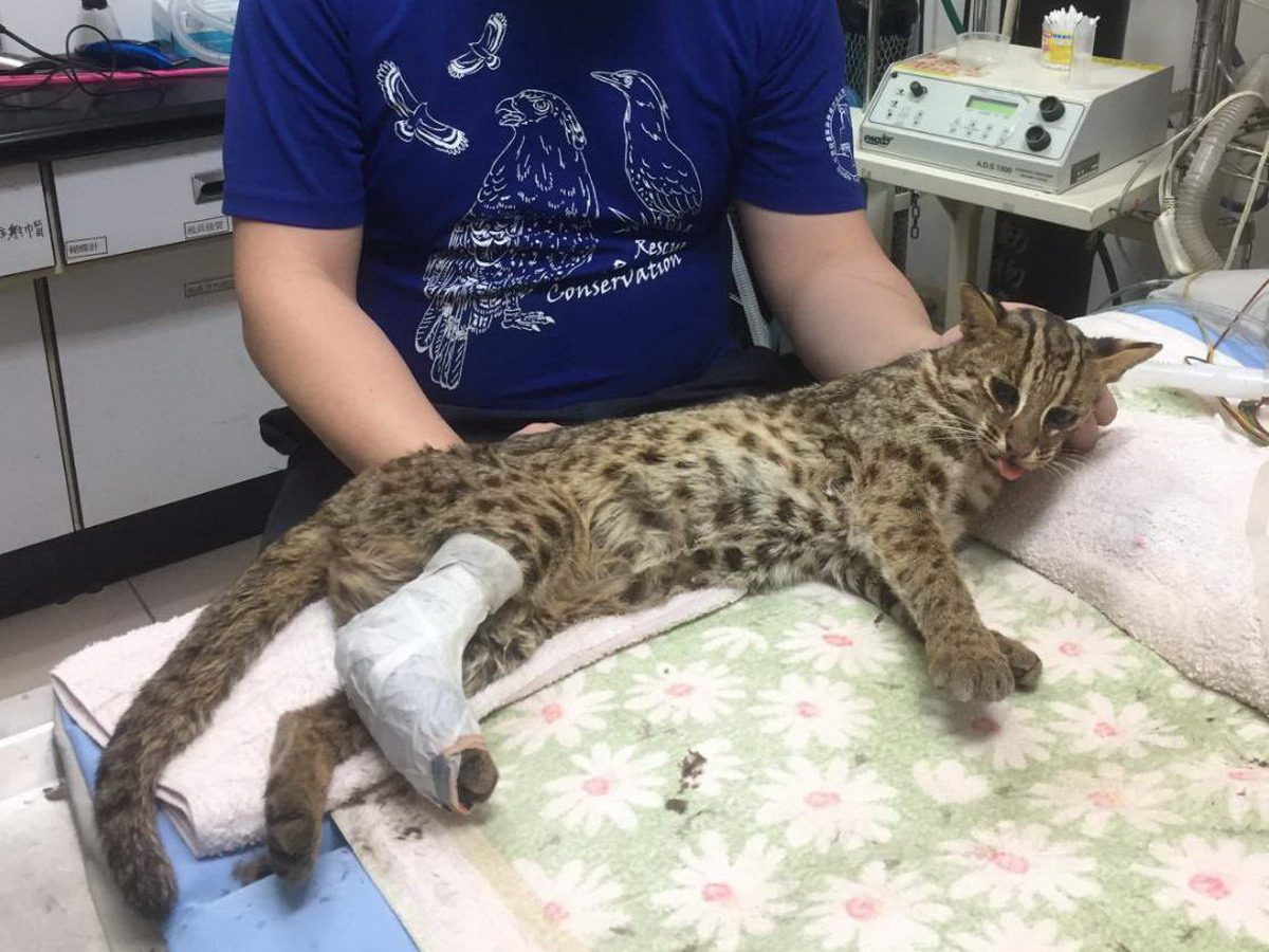 ▲新社區協成里頭嵙山發現這隻右後腳受傷的石虎，經特生中心療傷並觀察傷勢，痊癒後再野放回原棲地。(圖／台中市政府農業局提供2018.3.17)