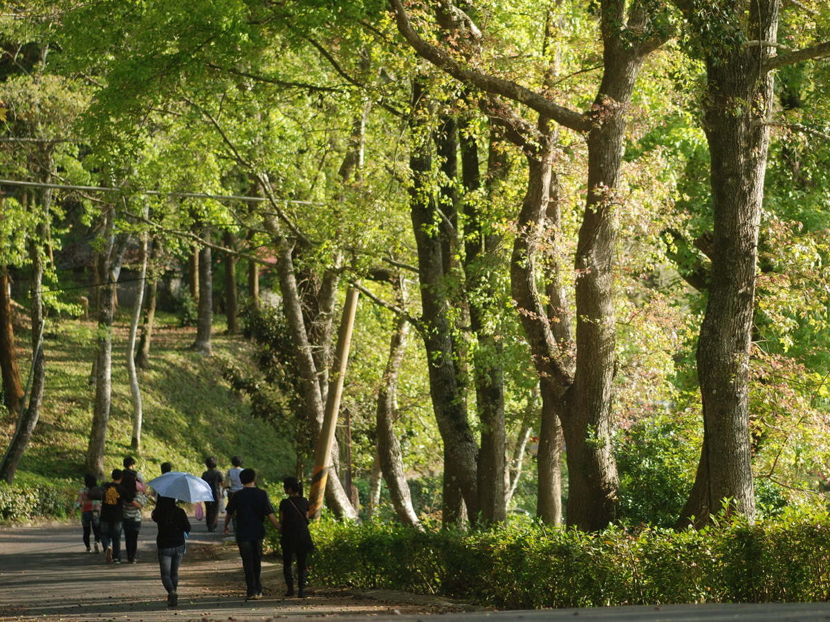 ▲東勢林場遊樂區滿園新綠，呈現綠意盎然的好景觀。（圖／東勢林場提供2018.3.19）