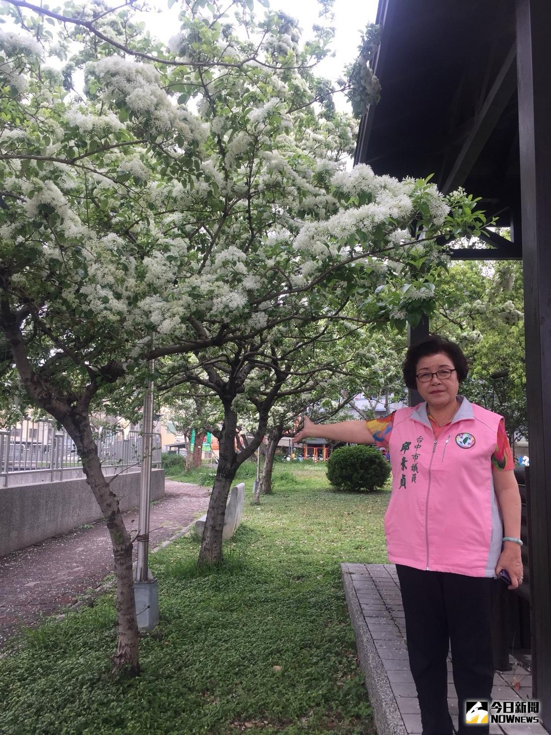 ▲南區積善公園流蘇樹正開滿白花，恰似三月雪，吸引許多民眾捕捉美景。（圖／邱素貞提供 , 2018.3.20)