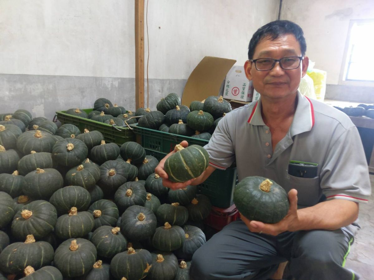 ▲屏東里港農友陳榮隆，兩年前試種新品種日式「栗子南瓜」，成為南瓜市場新寵。（圖／陳榮隆提供）