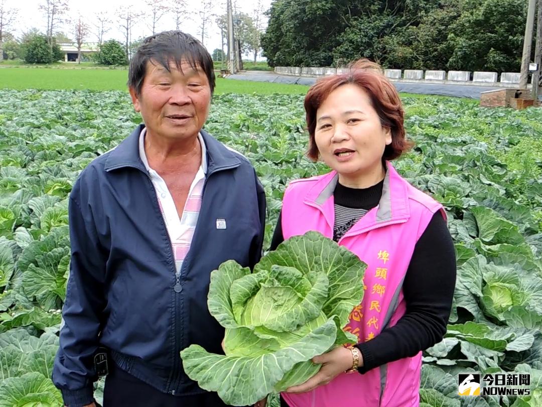 ▲近日高麗菜進入採收期，但因為產量過多，盤商收購意願低，農民陳利決定採取開放農田，24日讓民眾採收並以低價出售，以降低損失。（圖／記者陳雅芳攝，2018.03.21）