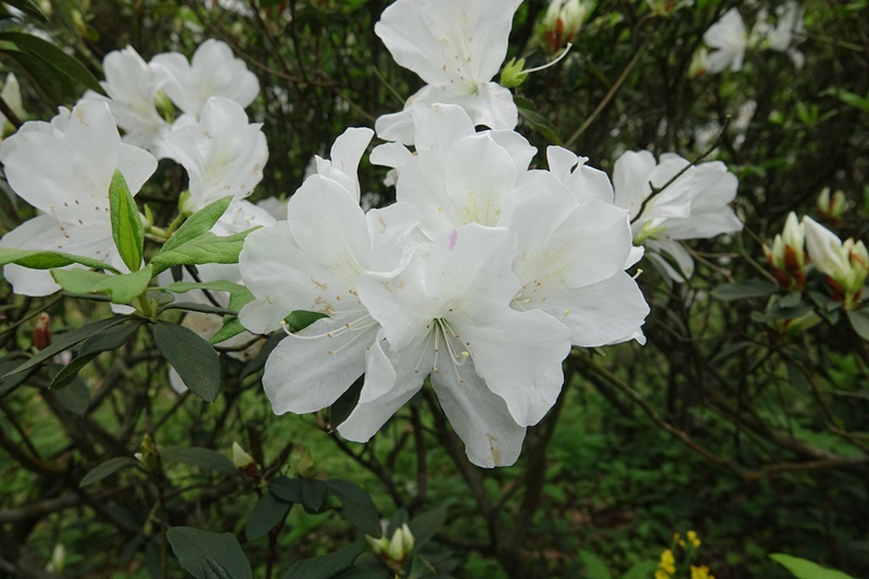 ▲新北市金山區是全台杜鵑花苗最大產地，想栽種杜鵑的民眾不妨走一趟金山挑選喜歡的花苗。（圖／新北市農業局提供）