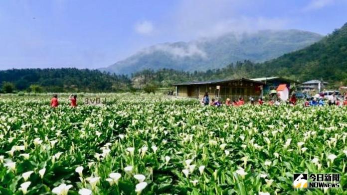 ▲陽明山竹子湖海芋季將於 3 月 30 日至 4 月 29 日舉辦。（圖／記者陳致宇攝）