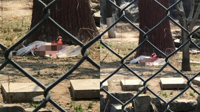 ▲石家莊市動物園區內的丹頂鶴，被飼養員狂打至噴血慘叫。（圖／翻攝自微博 , 2018.3.25）