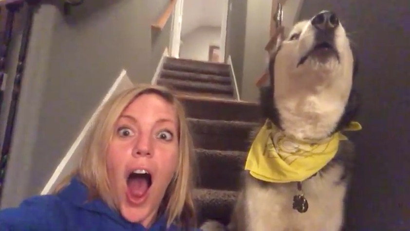 ▲雪橇犬 Cash 回應的「I love you」，讓飼主梅根感到超驚喜。（圖／翻攝自Youtube , 2018.3.25）