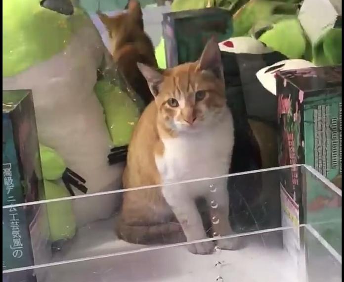 ▲被困在娃娃機內的貓咪，猛然一看還以為是模型商品。（圖／翻攝自《爆廢公社二館》）