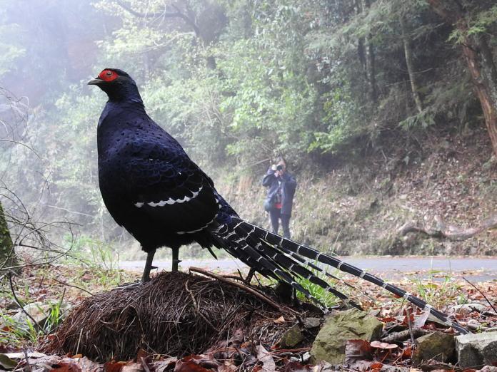 ▲大雪山地區共紀錄到黑長尾雉等50種保育類的鳥類。（圖／黃雪茹攝、東勢林區管理處提供）