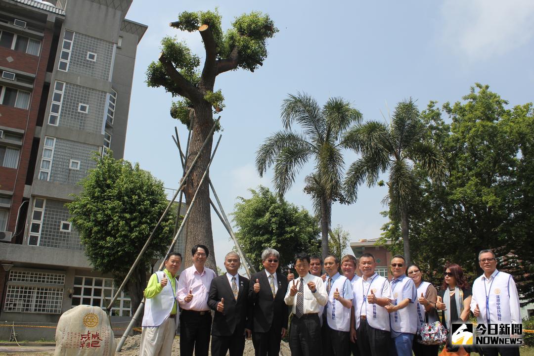 ▲溪湖高中將歡度20歲生日，溪湖中區扶輪社送上1棵百年台灣原生種「台灣香樟」當賀禮，期待溪高培植更多國家棟樑。（圖／記者唐詠絮攝，2018.03.28）
