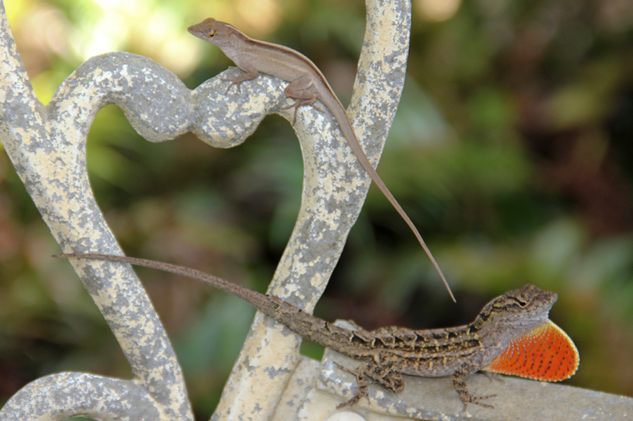 ▲嘉義縣政府今年將持續辦理「沙氏變色蜥」獎勵移除活動。（圖／嘉義縣政府提供 , 2018.03.29）