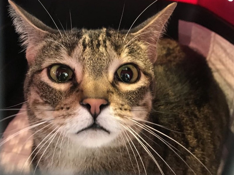 虎斑貓上演《航站情緣》拒登機　聽見「呆萌」兩字竟意外現身（圖／寵毛網）