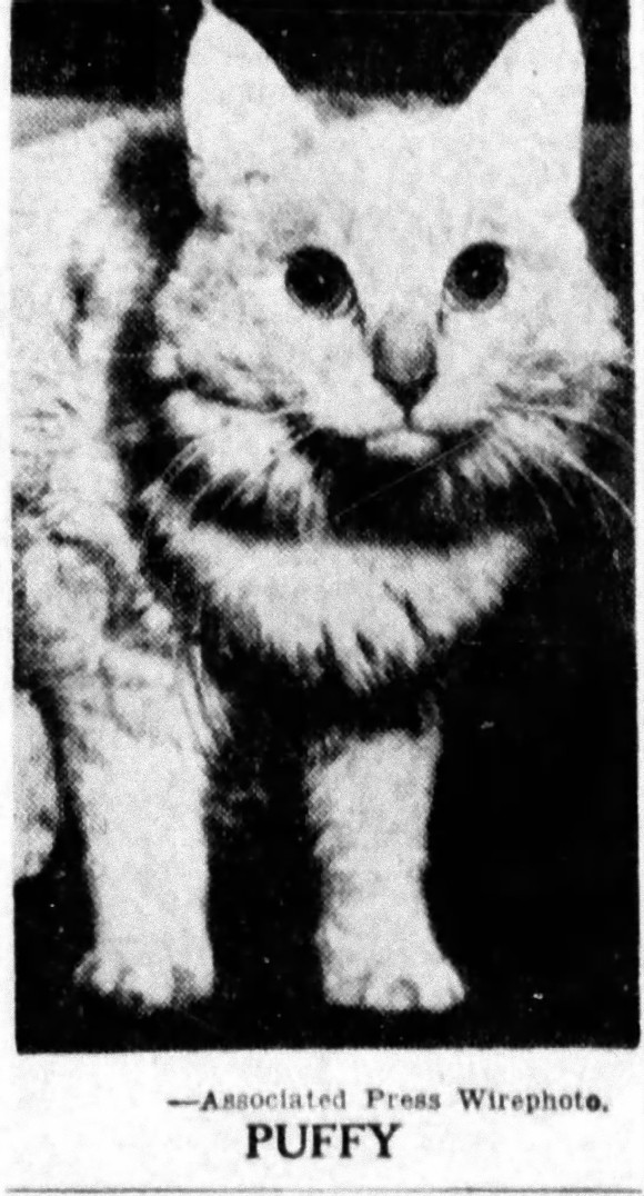 帕妃是一隻奶油色的波斯貓，在二戰時期的美國享有另類的盛名。