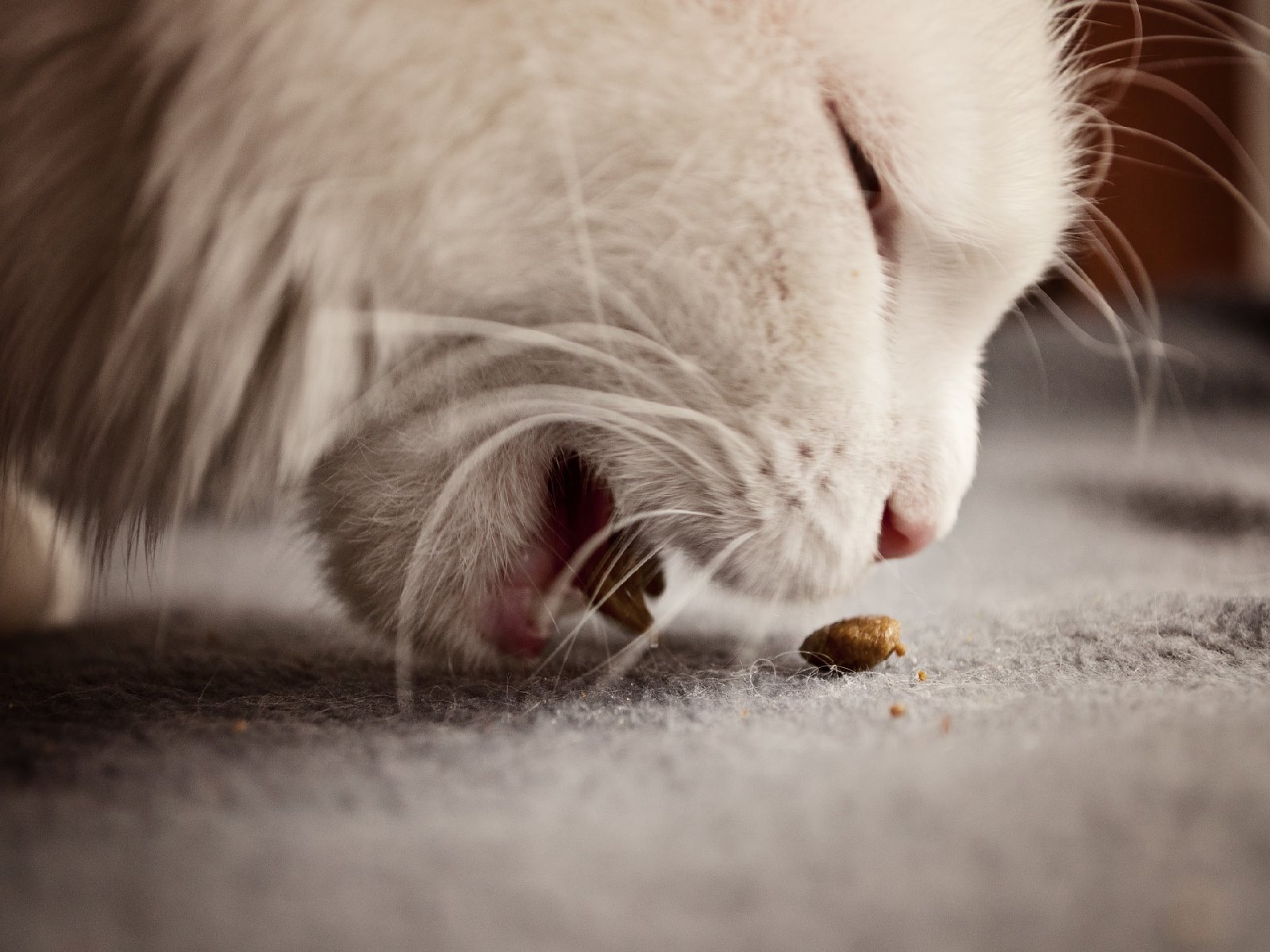 這樣餵貓大NG！貓咪的七種錯誤進食習慣
