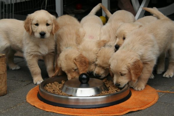 飼主應將注意力放在飼料所能提供的營養素，切忌認為只有肉類才能滿足寵物的營養需求。