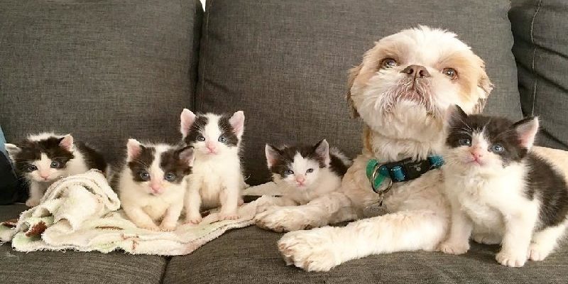 澳洲動物醫院有狗狗貓褓母　幫忙帶大74隻小貓！
