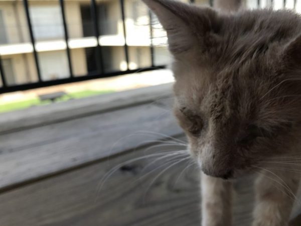 Reddit論壇用戶MK分享了他撿到貓咪的故事。原來他前陣子因為失戀而心碎神傷，在消沈了一陣子後，他出門準備去洗衣店時，看到一隻虛弱的小貓正在喵喵叫求救。
