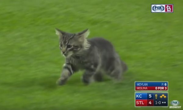 在聖路易斯紅雀隊的主場球賽，出現了一隻可愛的小貓咪亂入！