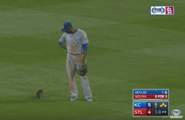 棒球員的手是非常重要的，為了避免抓貓時被咬傷，堪薩斯皇家隊的野手也只能眼睜睜看著小貓晃過他身旁～