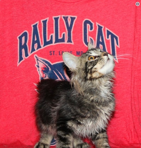 小貓咪現在人氣爆棚，球團甚至出了牠的專屬T恤。