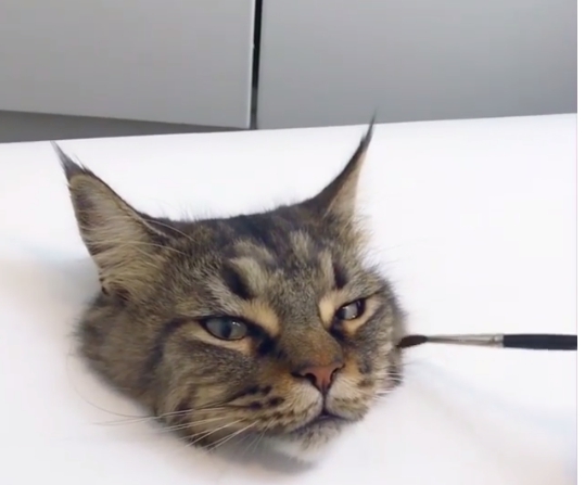 網紅如我，平常還要客串貓體model，罐罐真的是很難賺耶～！