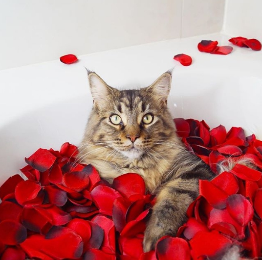 晚上就是香噴噴的玫瑰浴等著我～！