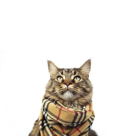 深為網紅和貴族貓，身上一定要擁有時尚名牌的搭配。