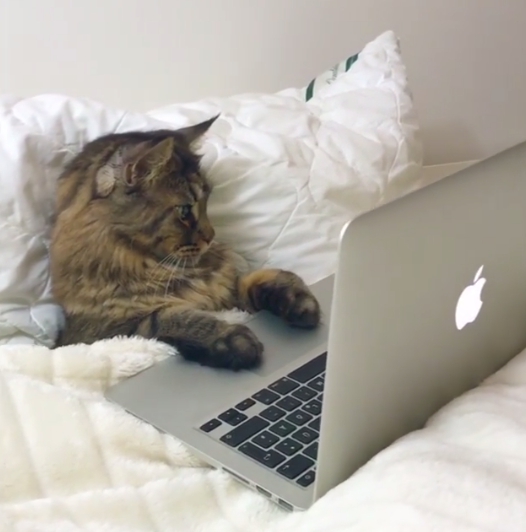 身為專業的網紅貓，當然要親自回覆粉絲們的留言。