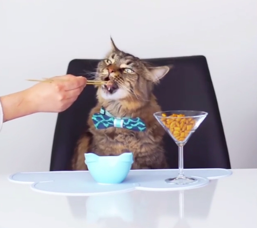 偶爾喝杯特調也是網紅貓咪的必備技能呀！（畢竟總是要交際應酬的）。