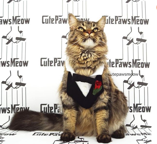 身為上流社會的一份子，有專屬西裝也不是太奇怪的事。