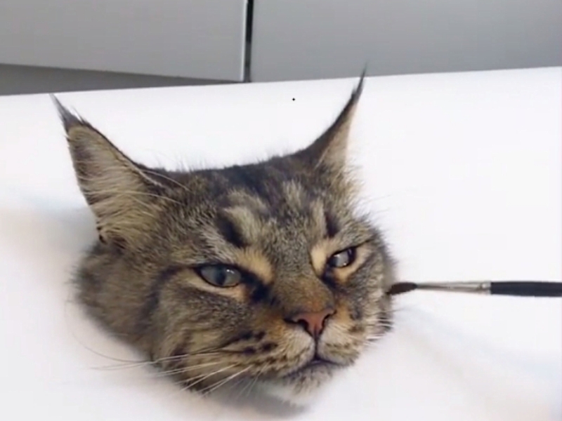 超逼真的3D貓咪　真實身分原來是網紅
