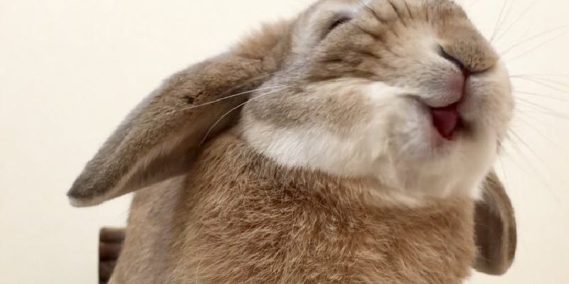 兔兔吃香蕉好陶醉　幸福表情萌翻網友！
