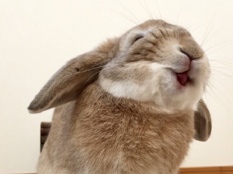 兔兔吃香蕉好陶醉　幸福表情萌翻網友！（圖／寵毛網）