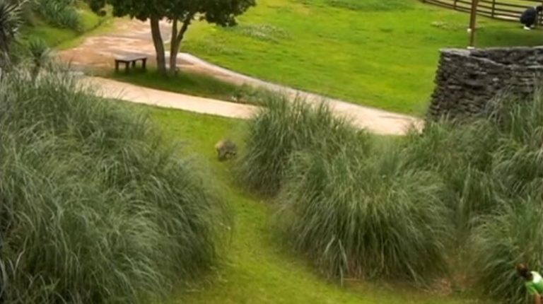 水豚從柵欄中脫逃。（圖／長崎Bio Park）