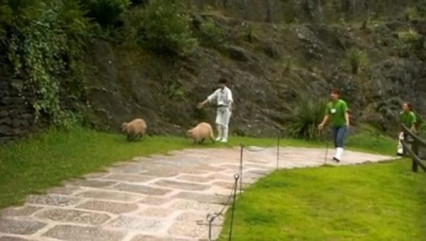 結果變成飼育員以及水豚們的散步之旅。（圖／長崎Bio Park）