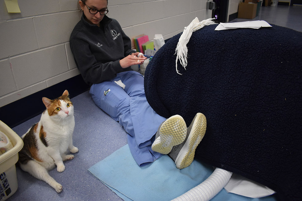 牠開始對一些來診所就醫的動物們展現高度的同理心，經常會坐在旁邊安撫牠們。