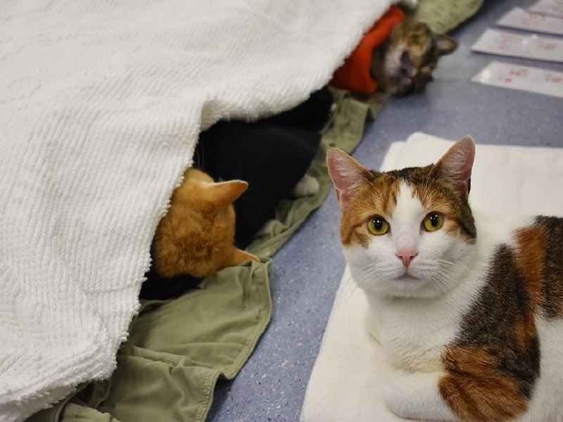 溫柔三花貓展現同理心　陪伴診所裡的緊張動物們（圖／寵毛網）