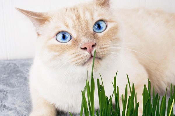 貓咪的腸胃好朋友「貓草」。