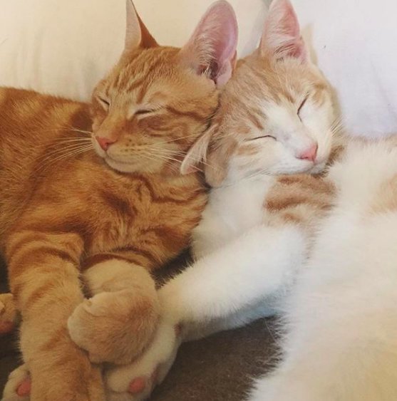 塔克和芬利是一對貓咪兄弟，在八週大時被現在的貓奴韋絲特領養。