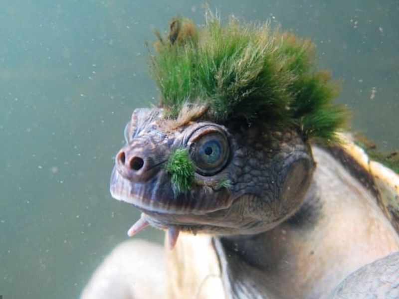 天生戴綠帽　最瀕危物種「龐克烏龜」你看過嗎？（圖／寵毛網）
