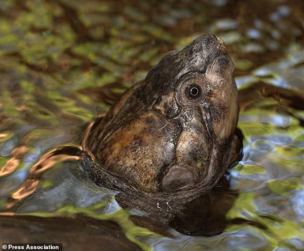 馬達加斯加大頭側頸龜面臨「極度瀕危」。