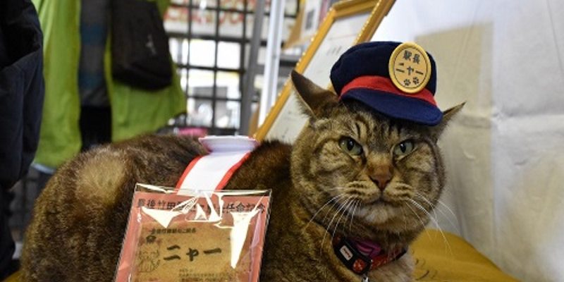 貓咪站長又一隻！豐後竹田站的人氣貓咪升職記
