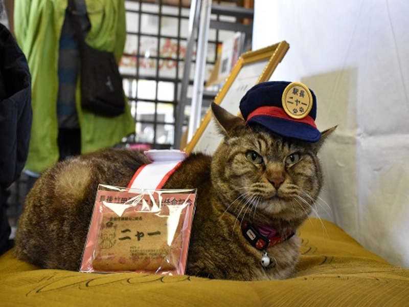貓咪站長又一隻！豐後竹田站的人氣貓咪升職記（圖／寵毛網）