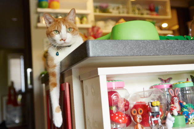 樋口裕子的愛貓Boris。