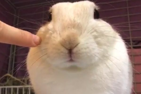 兔兔的特異功能　只要戳戳臉頰就有不可思議的事情發生！
