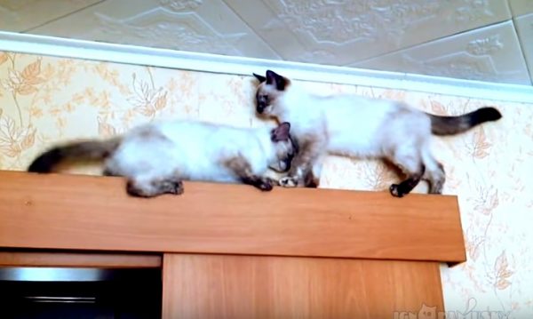 二隻貓咪在狹窄的櫃子上「會車」，一開始因為右邊的貓咪強勢逼近，左邊的貓咪只能不斷後退。