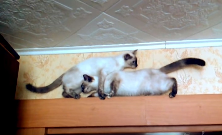 就在這時，右邊的貓咪竟然想從同伴的胯下突破！