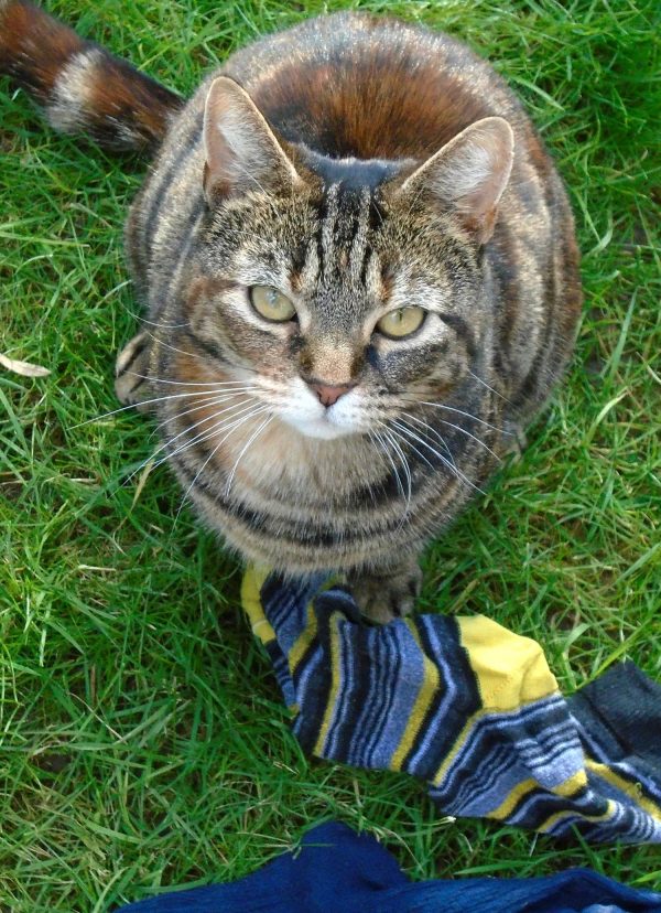 堤莉原本是流浪貓，三年前因緣際會被現在的主人收養。幾個月後，他們開始在庭院裡發現一些怪東西。
