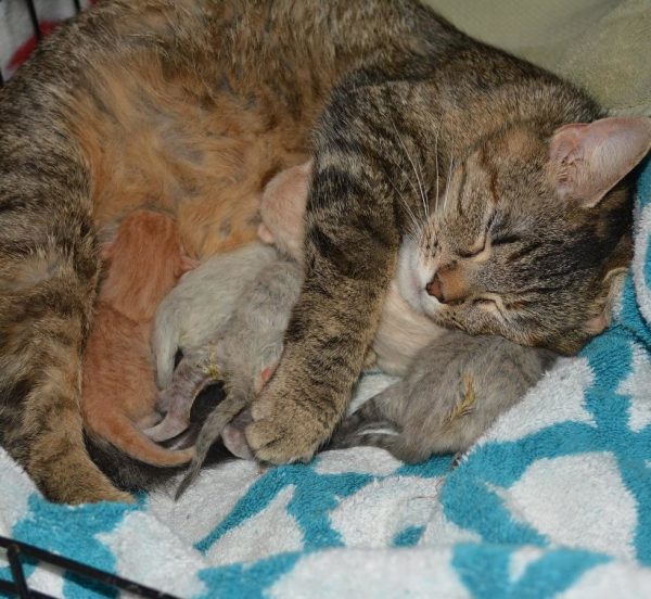 瑪蒂達來到凱莉家後，沒多久就順利生下了一窩小貓咪。