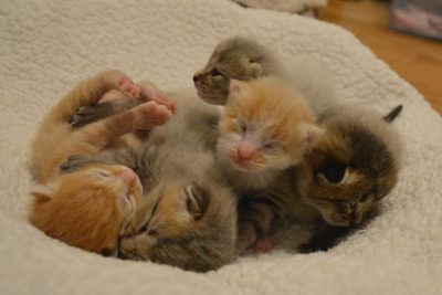 禁吃貓狗和蝙蝠肉！印尼立新規　每年數十人死於狂犬病
